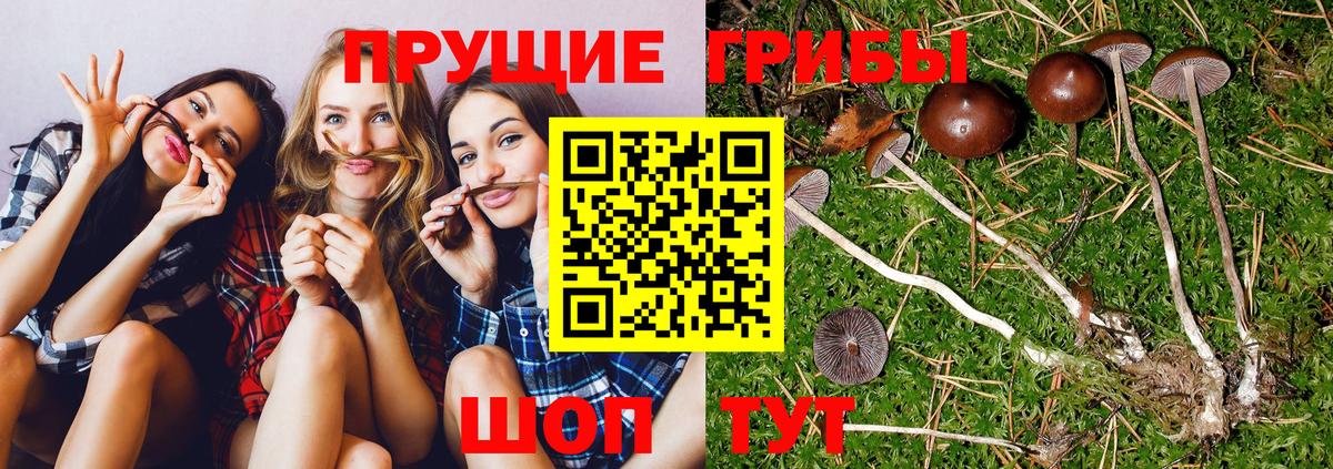 Псилоцибиновые грибы MAGIC MUSHROOMS Сердобск